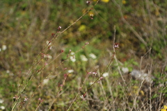 Oenothera simulans