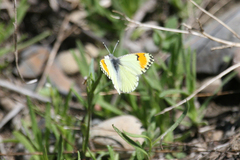 Anthocharis julia stella