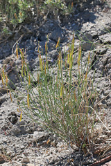 Astragalus coltonii