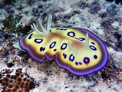 Goniobranchus kuniei