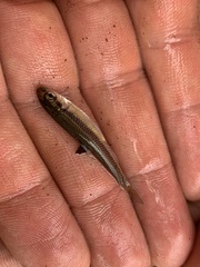 Pimephales notatus