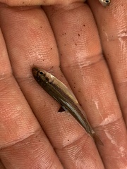 Pimephales notatus