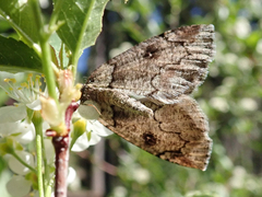 Spodolepis substriataria