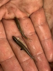 Pimephales notatus