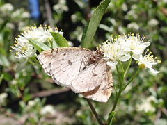 Spodolepis substriataria