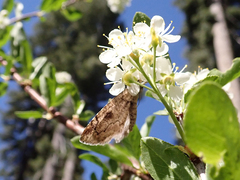 Spodolepis substriataria