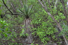Yucca filifera