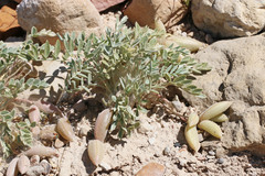 Astragalus cymboides