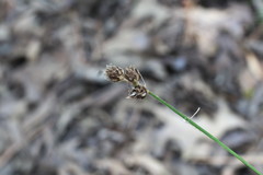 Carex reniformis