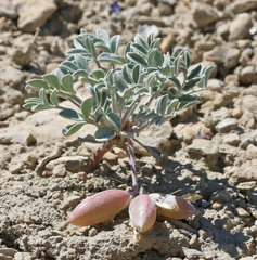 Astragalus cymboides