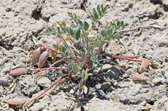 Astragalus cymboides