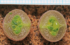 Astragalus cymboides