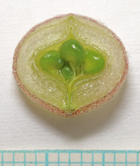 Astragalus cymboides