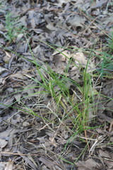 Carex reniformis
