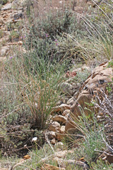 Astragalus episcopus