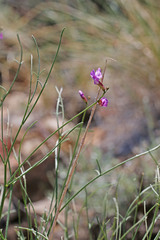 Astragalus episcopus