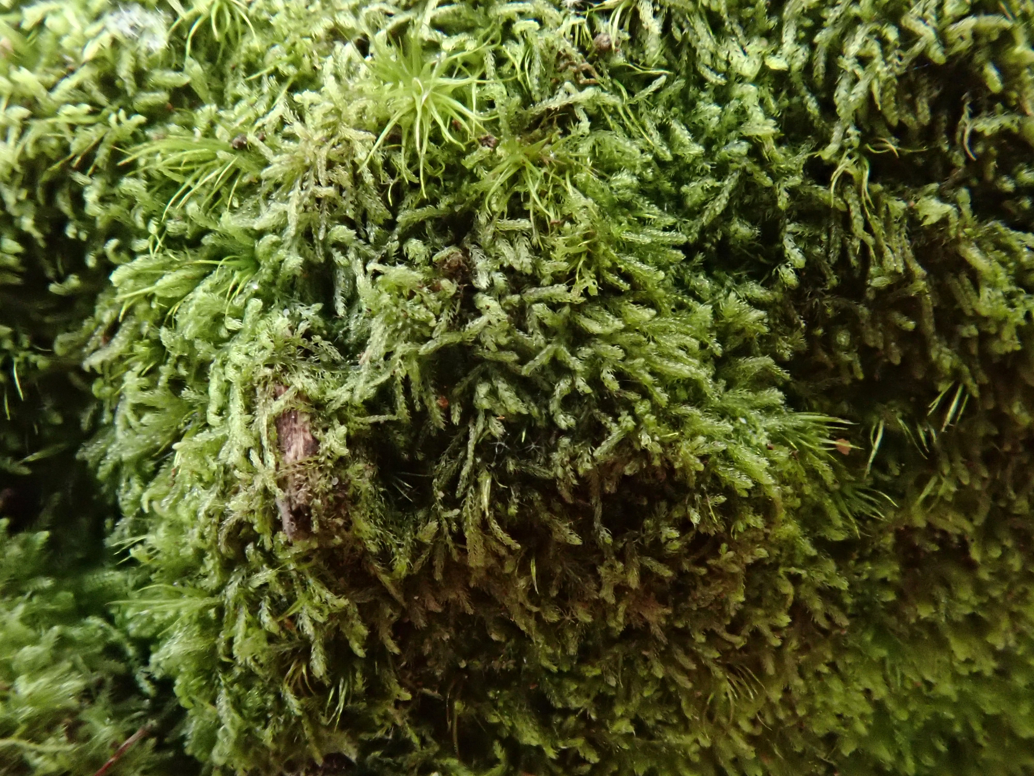 Tricholepidozia