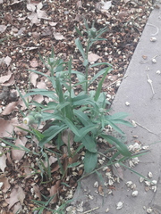 Pluchea sagittalis