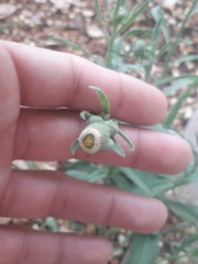 Pluchea sagittalis