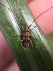 Hybolasius sticticus
