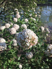 Viburnum carlcephalum
