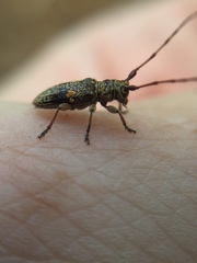 Hybolasius sticticus