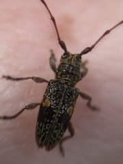 Hybolasius sticticus