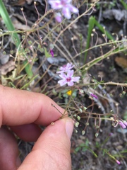 Claytonia exigua