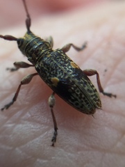 Hybolasius sticticus