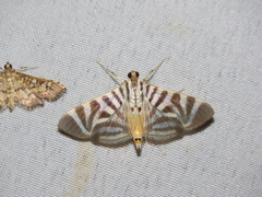 Spilomela