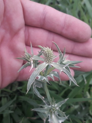 Eryngium coronatum