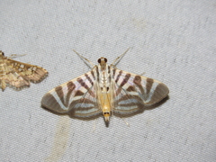 Spilomela