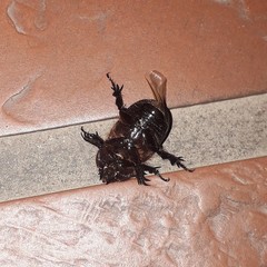 Archophileurus