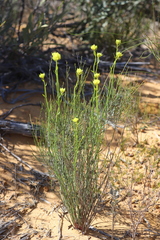 Glischrocaryon aureum