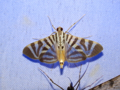 Spilomela