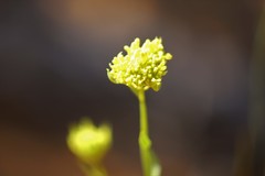 Glischrocaryon aureum