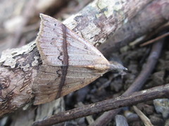 Hypena strigata