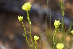 Glischrocaryon aureum