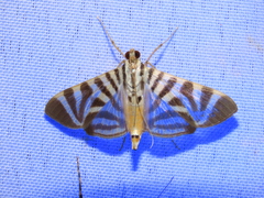 Spilomela
