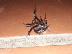 Archophileurus