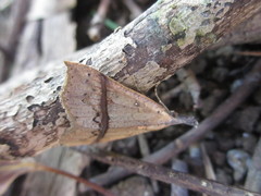 Hypena strigata