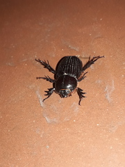 Archophileurus