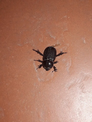 Archophileurus