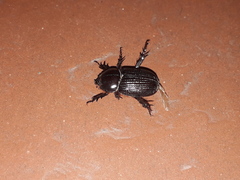 Archophileurus