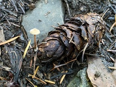 Auriscalpium vulgare