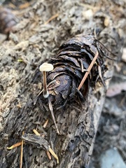 Auriscalpium vulgare