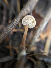 Auriscalpium vulgare