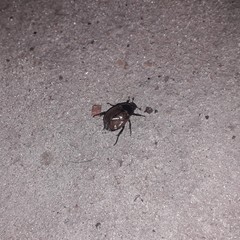 Anomala testaceipennis