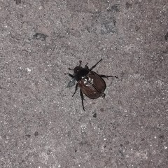 Anomala testaceipennis