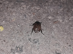 Anomala testaceipennis